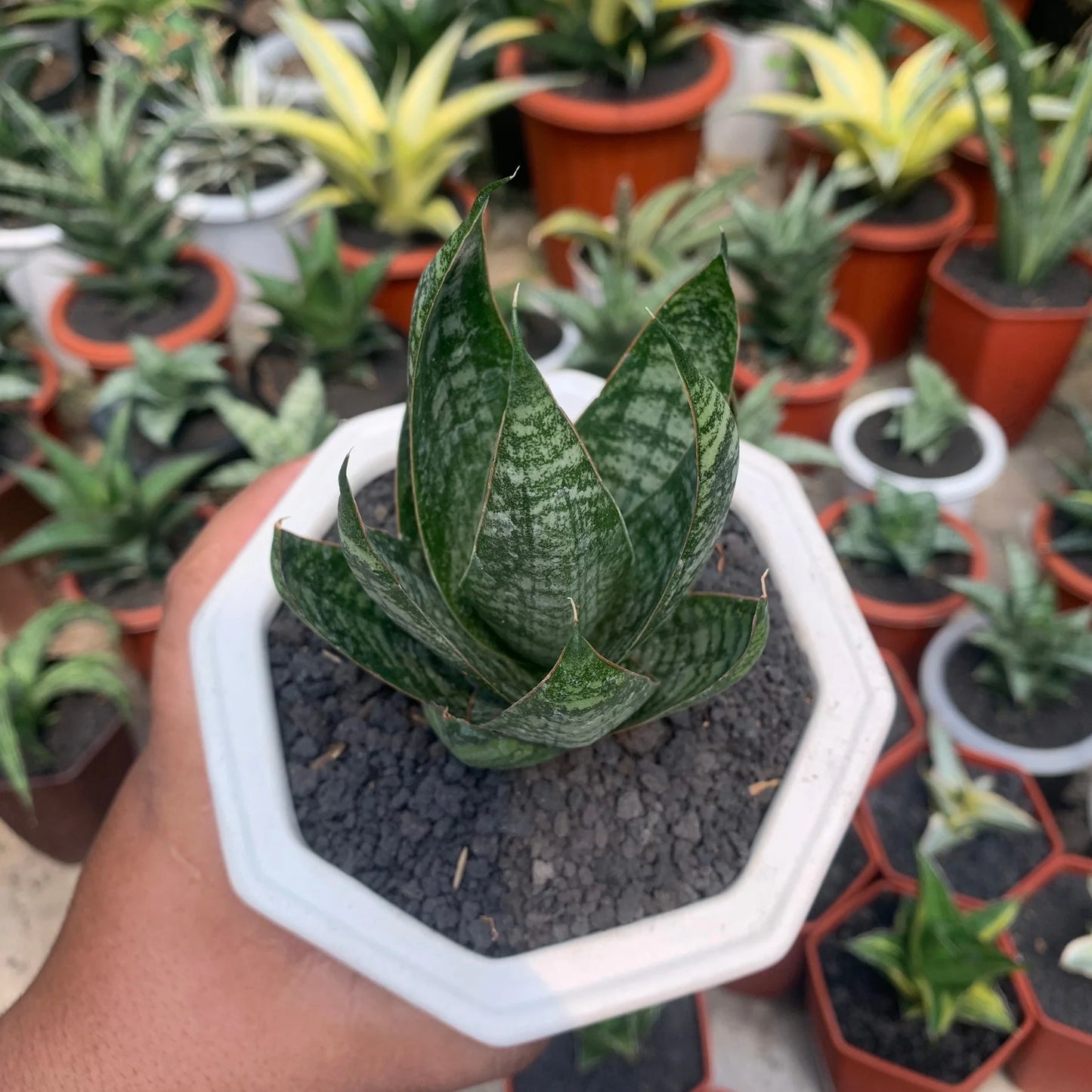 Sansevieria jotun