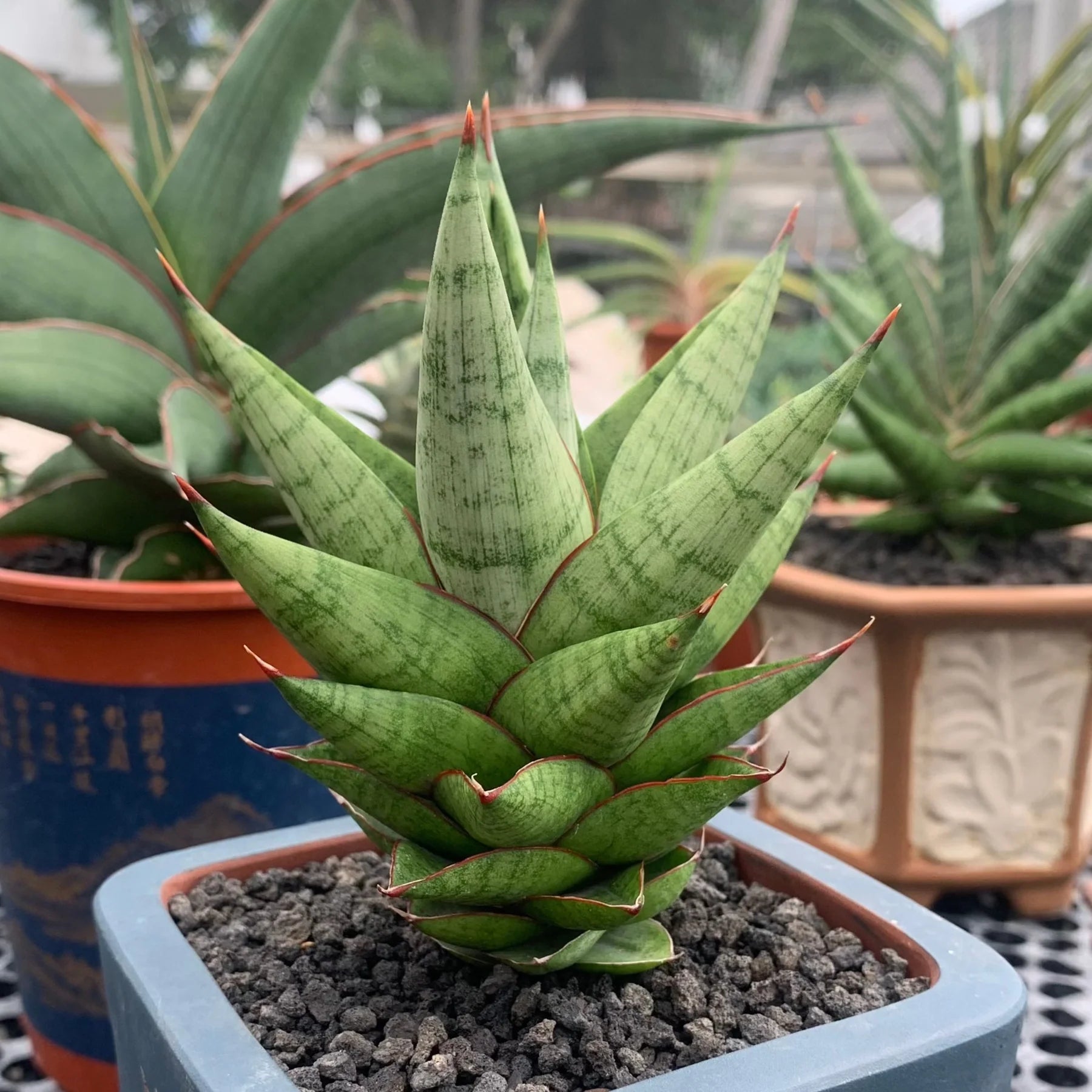 Sansevieria juleha