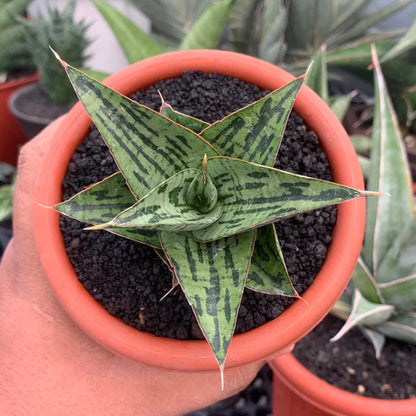 Sansevieria kaisar