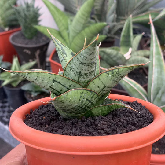 Sansevieria kaisar