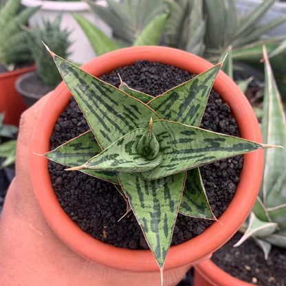 Sansevieria kaisar