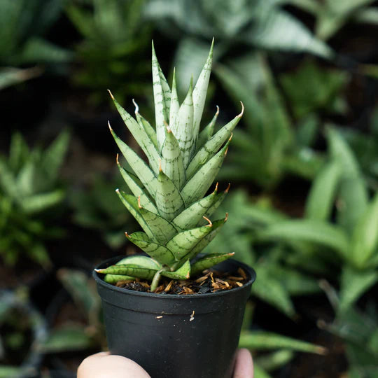 Sansevieria kesya