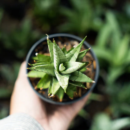 Sansevieria kesya