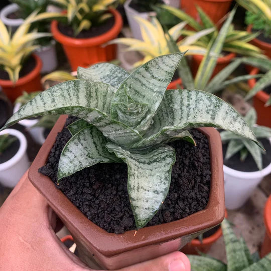 Sansevieria khetrina