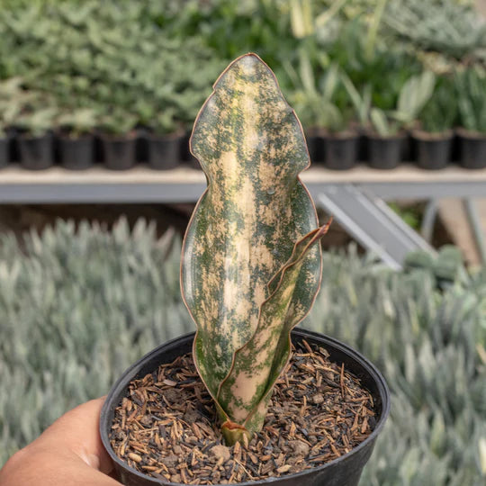 Sansevieria kirkii brown variegated