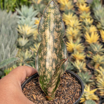 Sansevieria kirkii brown variegated