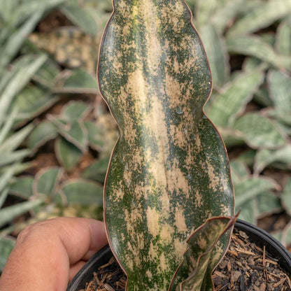 Sansevieria kirkii brown variegated