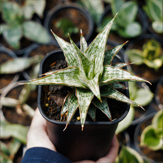 Sansevieria lawang