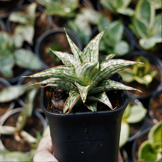 Sansevieria lawang