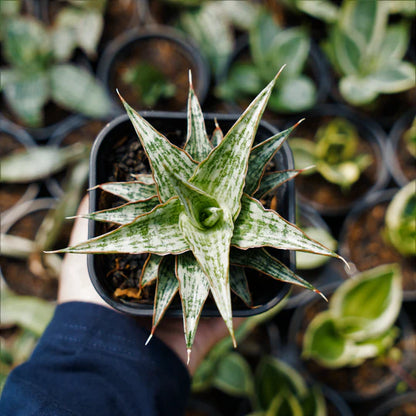 Sansevieria lawang