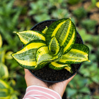 Sansevieria lucille poland