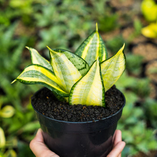 Sansevieria lucille poland