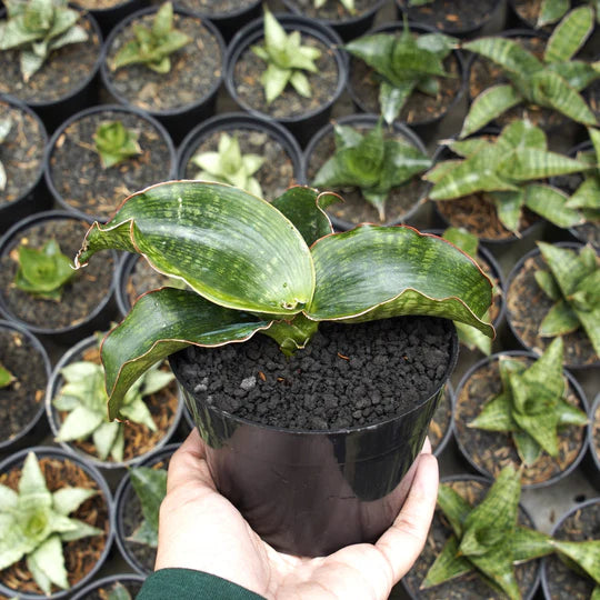 Sansevieria malawi