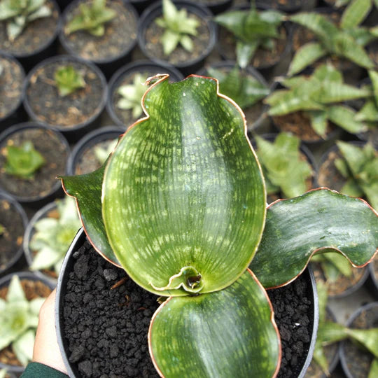 Sansevieria malawi