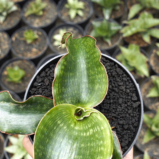 Sansevieria malawi