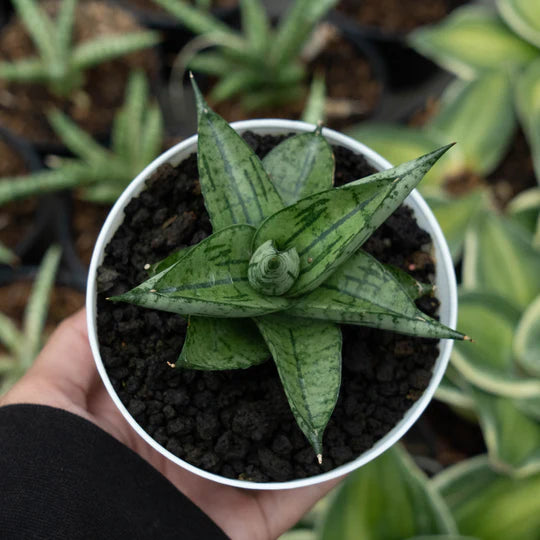 Sansevieria manja