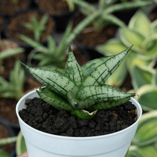 Sansevieria manja