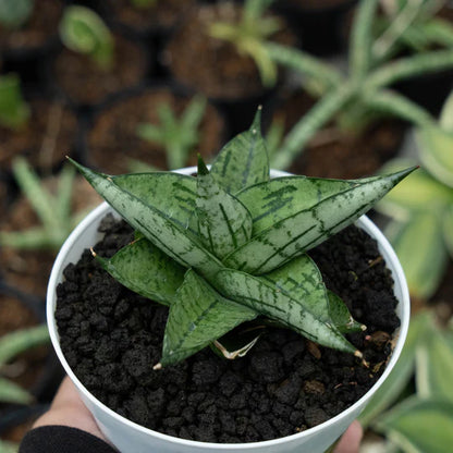 Sansevieria manja