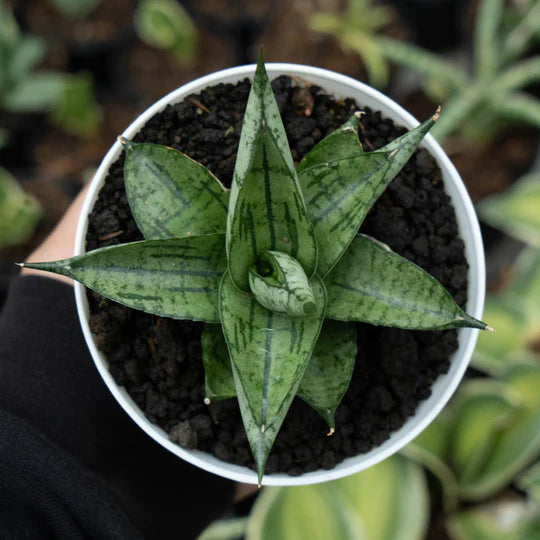 Sansevieria manja