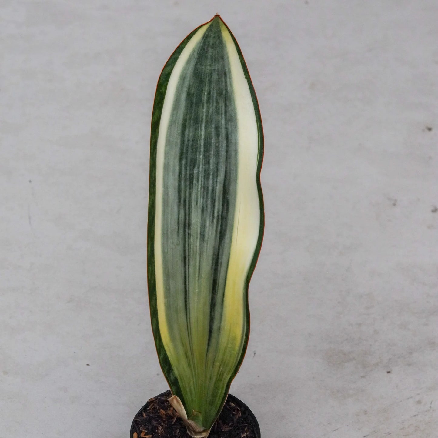 Sansevieria masoniana variegated BIG