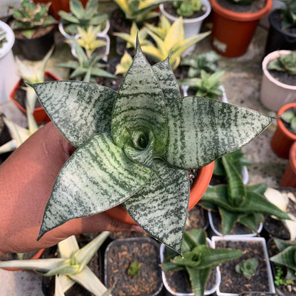 Sansevieria mayang