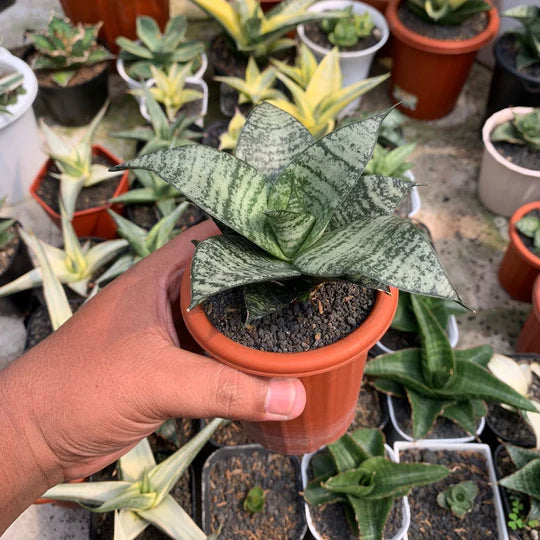 Sansevieria mayang