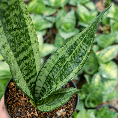 Sansevieria monshine mutant