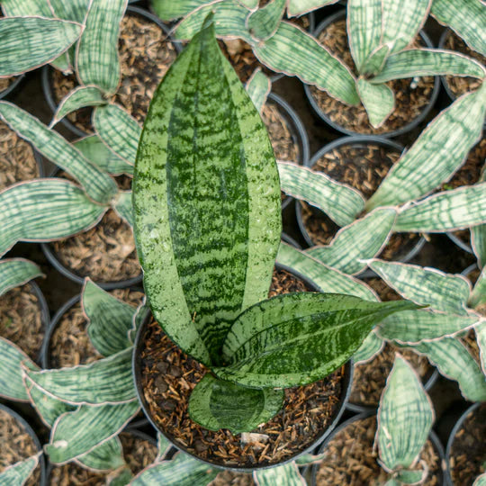 Sansevieria monshine mutant