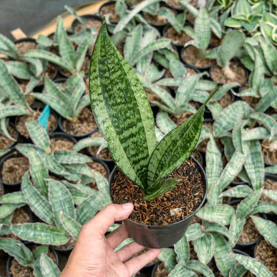 Sansevieria monshine mutant