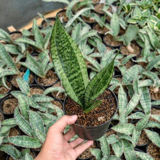 Sansevieria monshine mutant