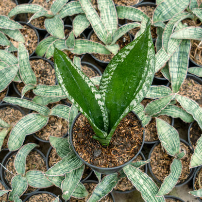 Sansevieria monshine whitney