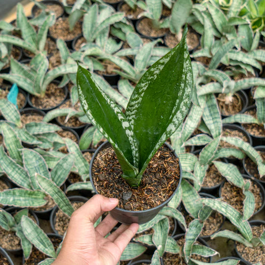 Sansevieria monshine whitney