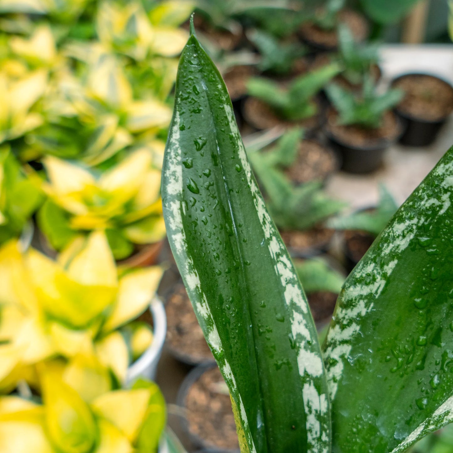 Sansevieria monshine whitney