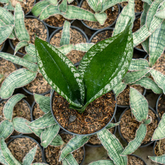 Sansevieria monshine whitney