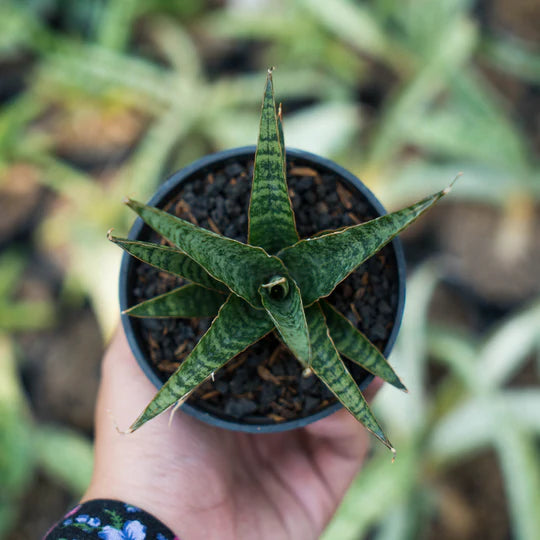 Sansevieria nadem