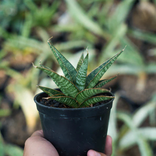 Sansevieria nadem