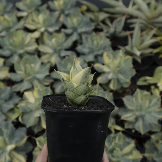 Sansevieria pagoda variegated