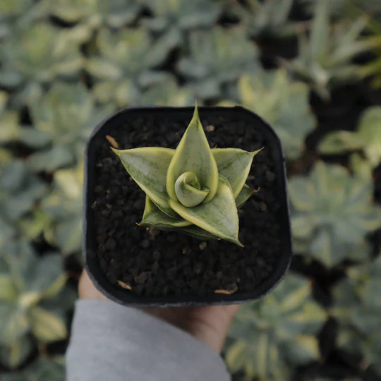 Sansevieria pagoda variegated