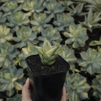 Sansevieria pagoda variegated