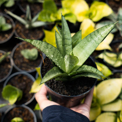 Sansevieria parfa x monshine