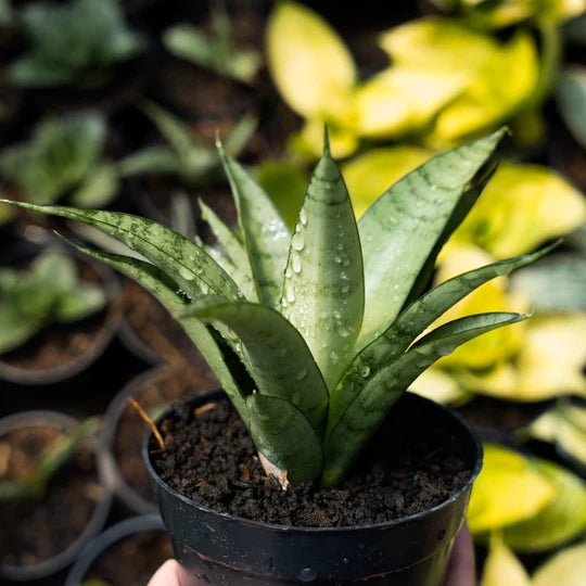 Sansevieria parfa x monshine