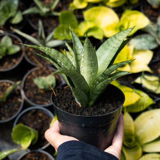 Sansevieria parfa x monshine