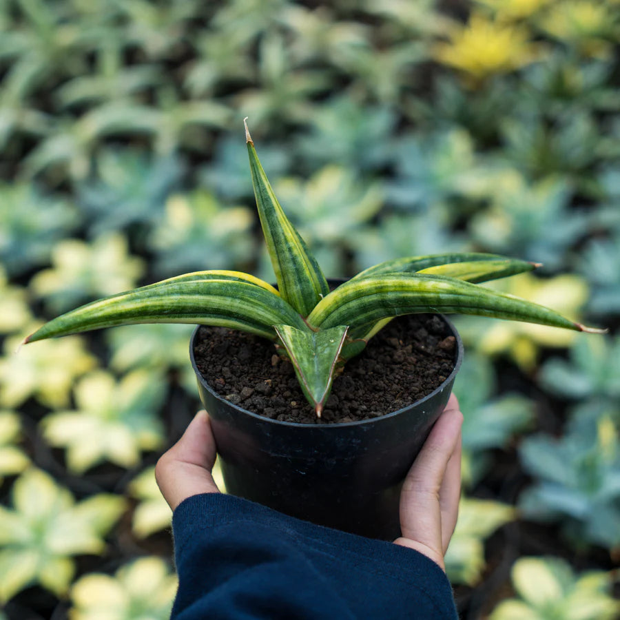 Sansevieria paten variegated