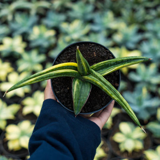 Sansevieria paten variegated