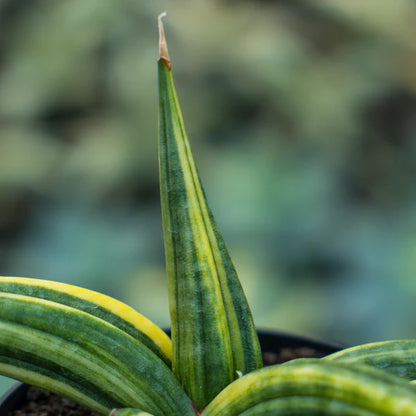 Sansevieria paten variegated