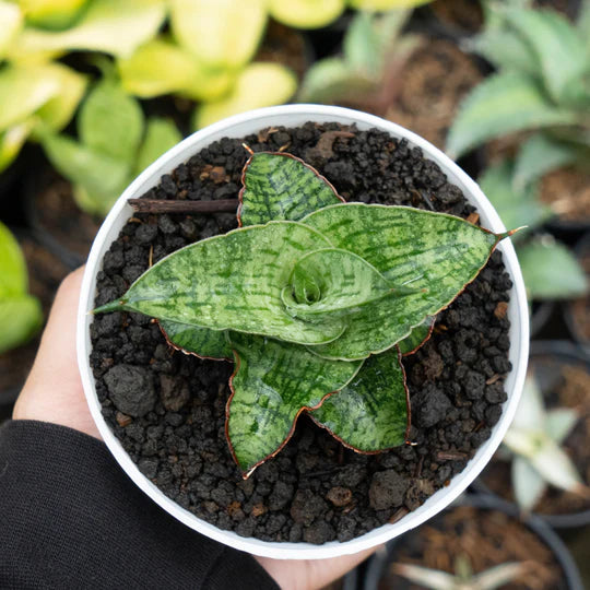 Sansevieria petan