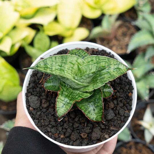 Sansevieria petan