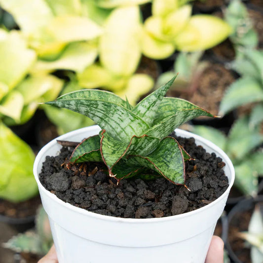 Sansevieria petan