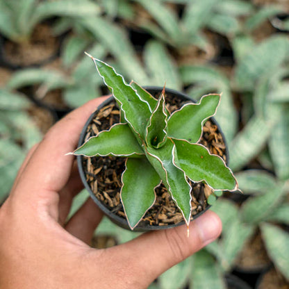 Sansevieria pingui x katana