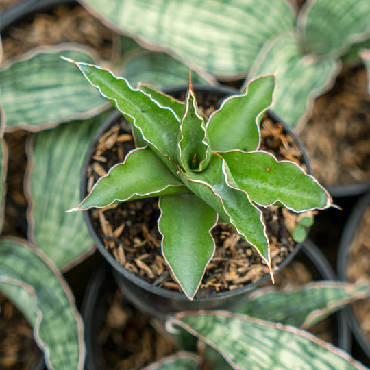 Sansevieria pingui x katana